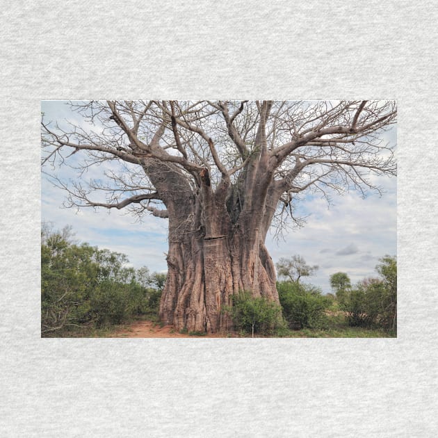 Baobab Tree in Krüger National Park, South Africa by holgermader